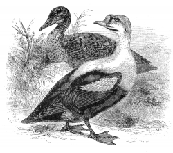 king duck bird illustration duck
