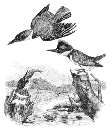 kingfisher bird illustration