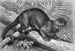 kinkajou animal animal historical illustration