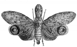 Lantern Fly Illustration
