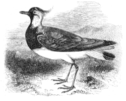 lapwing bird illustration