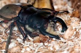Large Beetle Malaysia 0090
