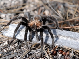 large black brown tarantula spider