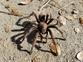large brown tarantula spider
