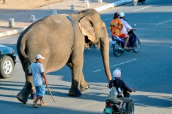 Large Elephant Walking In The Street Phnom Penh Cambodia Photo 