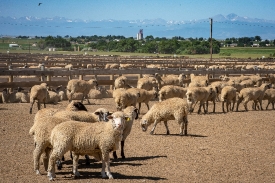 large group of sheep on a farm large group of sheep on a farm