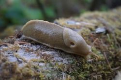 large slug on old moss covered tree washington