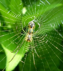 large spider web with black yellow spider