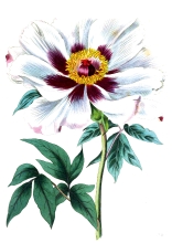 large white flower illustration