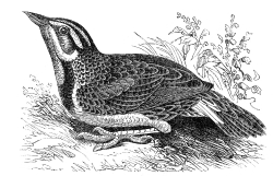 lark bird engraved bird illustration