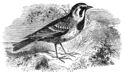 lark engraved bird illustration
