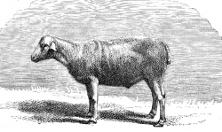 larzac breed sheep illustration