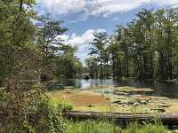 Lassiter Swamp located along a tributary of the Chowan River
