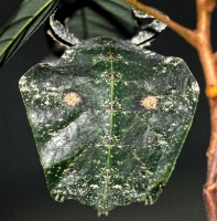 Leaf Insect Picture Malaysia 0140B