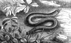 legless lizard Illustration