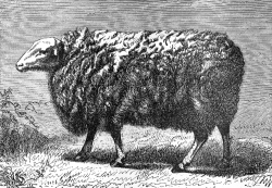 leicester race sheep illustration