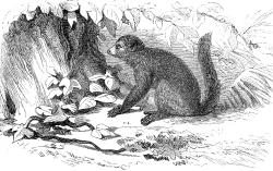 lemur indri illustration
