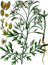 lepidium sativum garden cress plant illustration