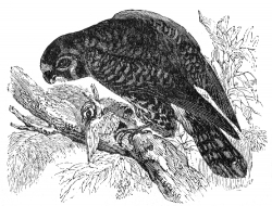 lesser kestrel bird illustration