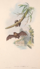 Little Bat color illustration