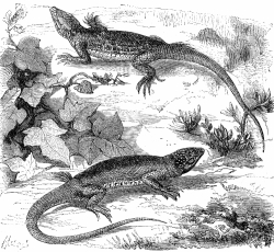 lizard illustration 427