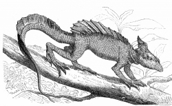 lizard illustration 430