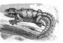 lizard illustration 432
