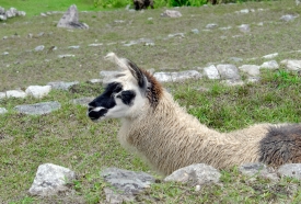 Llama Machu Piccu