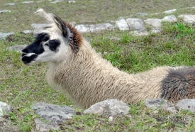 Llama Machu Piccu