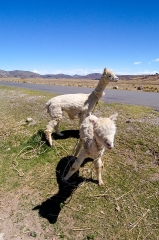 llamas along roadside near lake titicaca 91 019