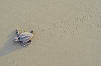 loggerhead turtle hatchling
