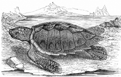 loggerhead turtle historical illustration