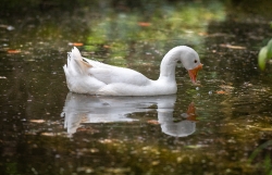 Lone white duck swims on lake