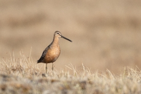 long billed dowitcher pose