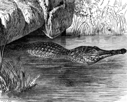 long nose crocodile bw animal illustration