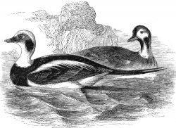 long tail duck bird illustration duck