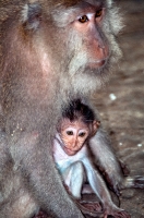 long tail macaque monkey bali photo 7239