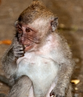 long tail macaque monkey bali photo 7266