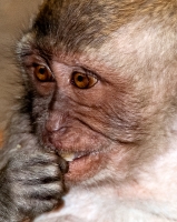 long tail macaque monkey bali photo 7266b