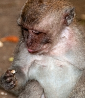 long tail macaque monkey bali photo 7267
