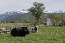 longhaired-highland-cattle-graze-colorado