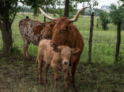 longhorn and her calf