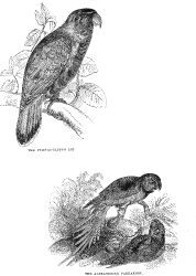 lory engraved bird illustration