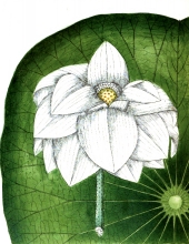 lotus lily nelumbiaceae 