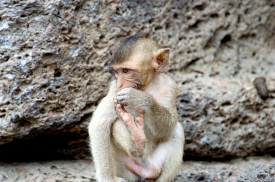 macaque monkey thailand 003a