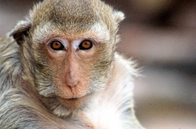 macaque monkey thailand 005a