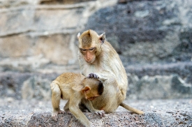 macaque monkey thailand 013a