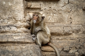 macaque monkey thailand 014a