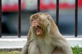 macaque monkey thailand 016a