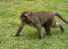 macaque monkey thailand 028a